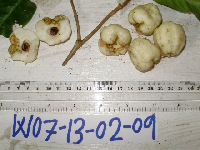 Syzygium longipes image