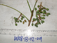 Canarium acutifolium image