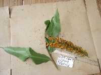 Pleuranthodium peekelii image