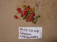 Gnetum gnemonoides image