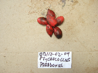 Ptychococcus paradoxus image