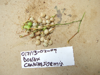 Donax canniformis image