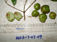 Garcinia assugu image