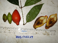 Gnetum costatum image