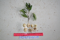 Syzygium longipes image