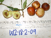 Garcinia assugu image