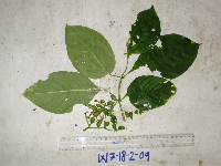 Mussaenda cylindrocarpa image