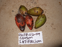 Gnetum latifolium image