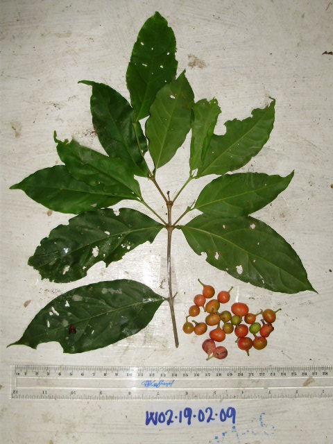 Cyclophyllum barbatum image