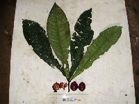 Terminalia kaernbachii image