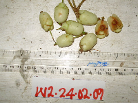 Syzygium gonatanthum image