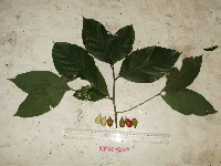 Cryptocarya magnifolia image