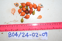 Goniothalamus imbricatus image