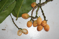 Gnetum latifolium image