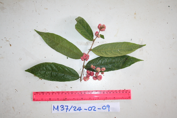 Glochidion granulare image