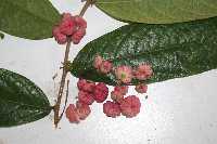 Glochidion granulare image