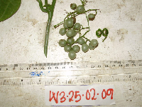 Parabaena tuberculata image