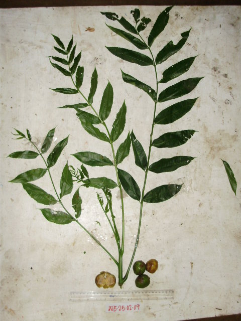 Anacardiaceae image