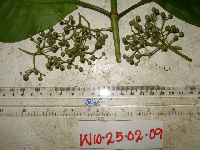 Psychotria micrococca image