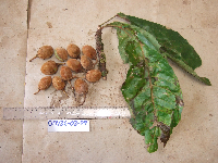 Image of Elaeocarpus amabilis