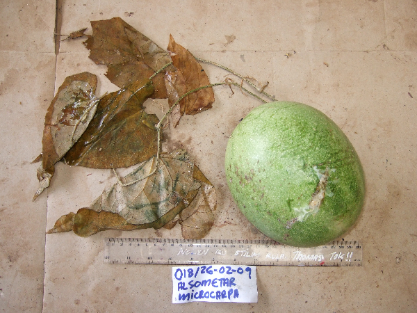 Cucurbitaceae image