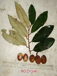 Myristica fatua image