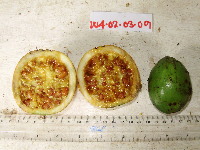 Atractocarpus decorus image