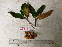 Myristica fatua image