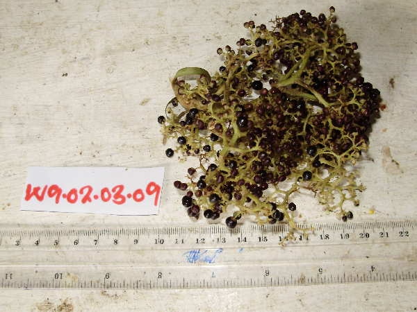 Callicarpa pentandra image