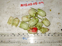 Syzygium gonatanthum image