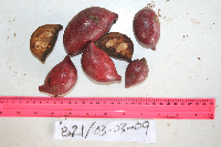 Goniothalamus grandiflorus image