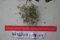Psychotria chrysantha image