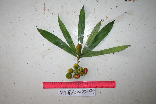 Freycinetia image