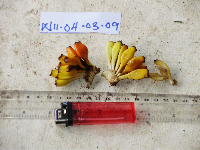 Heliconia papuana image