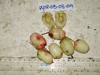 Syzygium gonatanthum image