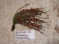 Hydriastele wendlandiana image