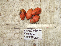 Gnetum latifolium image