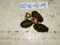 Canarium indicum image