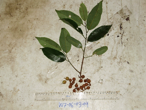 Myristica globosa image