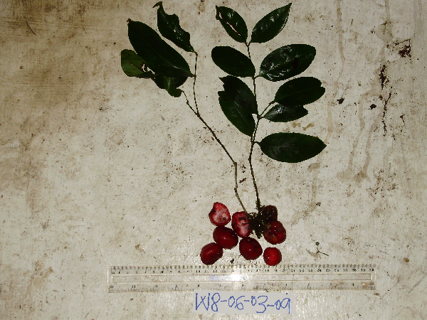 Myrtaceae image