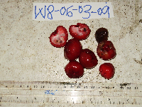 Syzygium hylophilum image