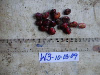 Terminalia complanata image