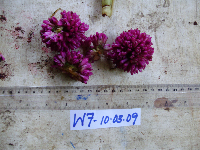 Pollia secundiflora image