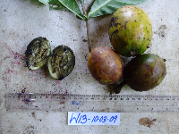 Atractocarpus decorus image