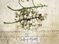 Psychotria micrococca image