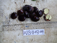 Gigasiphon schlechteri image