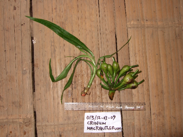 Crinum asiaticum image