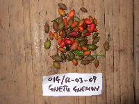 Gnetum gnemon image