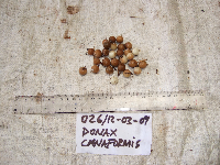 Donax canniformis image