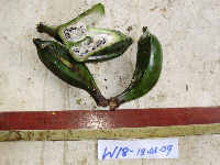 Musa peekelii image